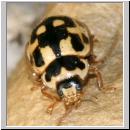 Propylea quatuordecimpunctata -Schwarzgefleckter Marienkaefer 12.jpg